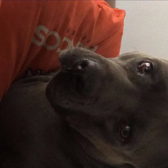 Meet your Posher, Dadrien - Picture 1 of 1